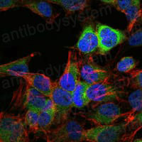 Валидация IF - AntibodySystem RHC31802