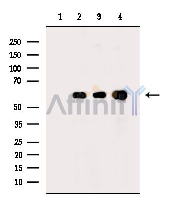 Валидация Affinity DF14715 - 10782