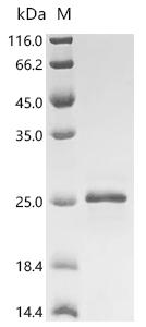 SDS-PAGE