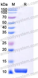 YHD11802, SDS-PAGE
