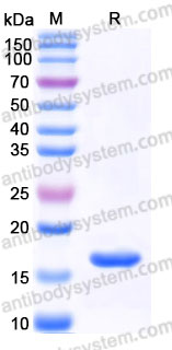 AHB94602, SDS-PAGE