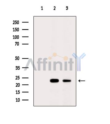 Валидация Affinity DF10174 - 5711