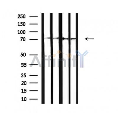 Валидация Affinity DF7340 - 19046