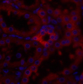 Валидация Elabscience E-AB-30723