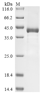 SDS-PAGE