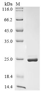 SDS-PAGE