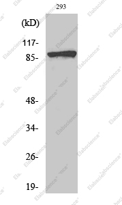 Вестерн-блоттинг, Phospho-Catenin beta (Ser37), клетки 293T
