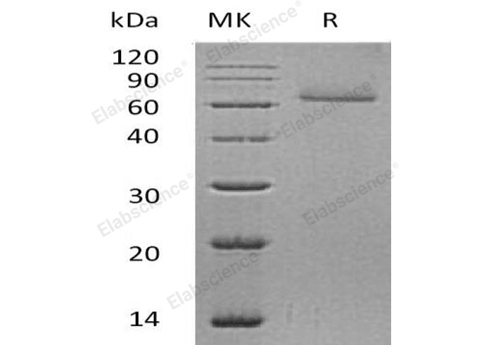 Валидация Elabscience PKSH032280(2782)
