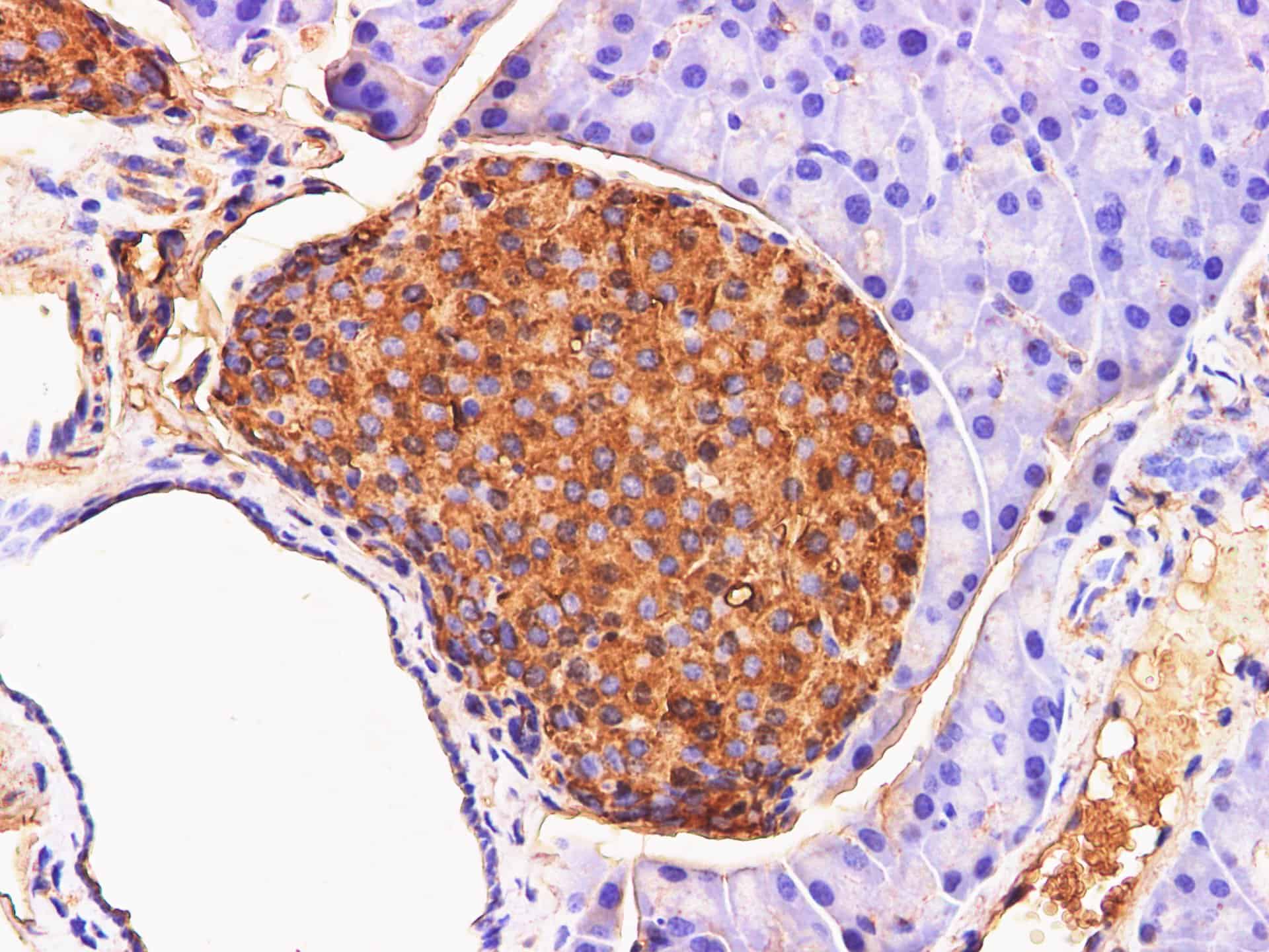 Иммуногистохимия, Chromogranin A, ткань поджелудочной железы мыши