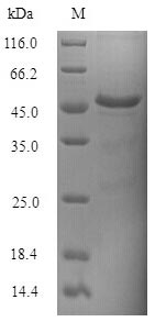 SDS-PAGE