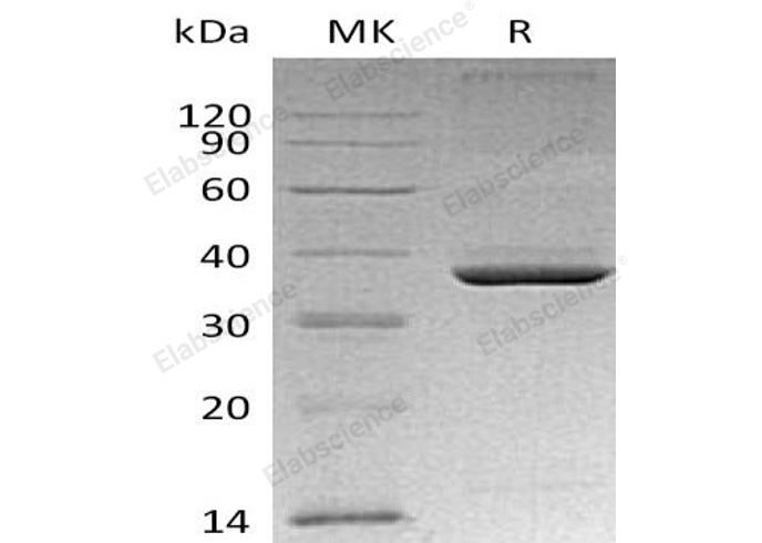 Валидация Elabscience PKSM040964(4902)