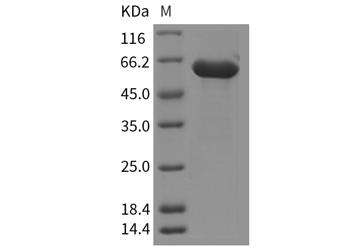 Валидация Elabscience PKSM040328(4332)
