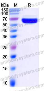 EHJ10001, SDS-PAGE