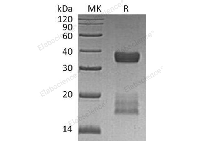 Валидация Elabscience PKSH032243(2753)