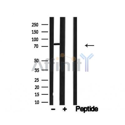 Валидация Affinity AF4743 - 2362