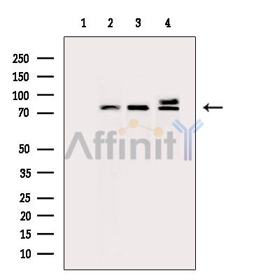 Валидация Affinity DF14897 - 11052