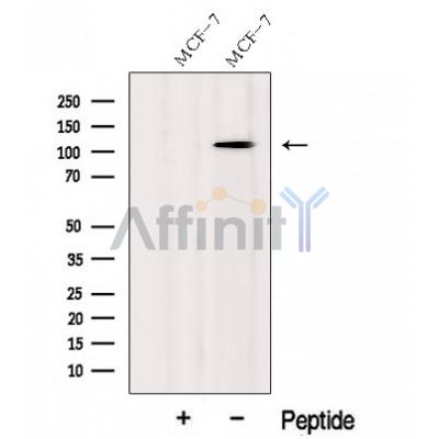 Валидация Affinity DF12660 - 7309