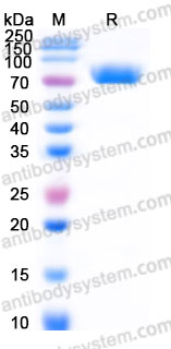 AWJ04002, SDS-PAGE
