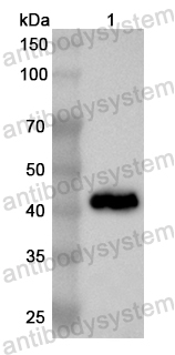 Валидация AntibodySystem PHB07201