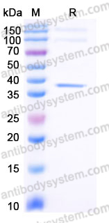 EHE35001, SDS-PAGE