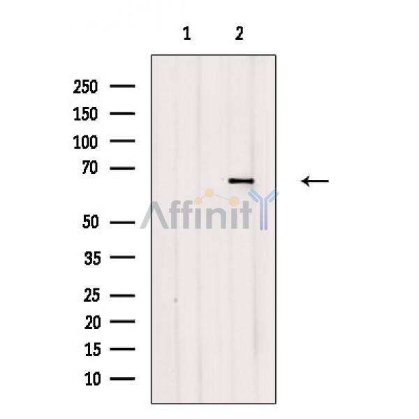Валидация Affinity DF2554 - 13220
