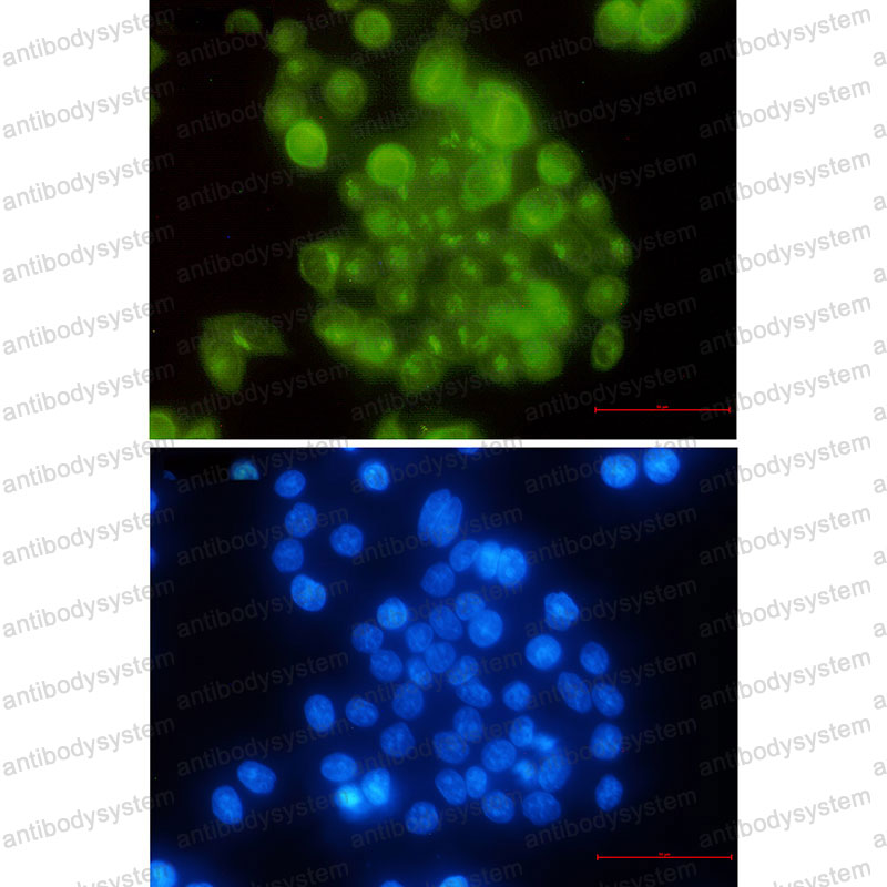 Валидация IF - AntibodySystem RHA94903