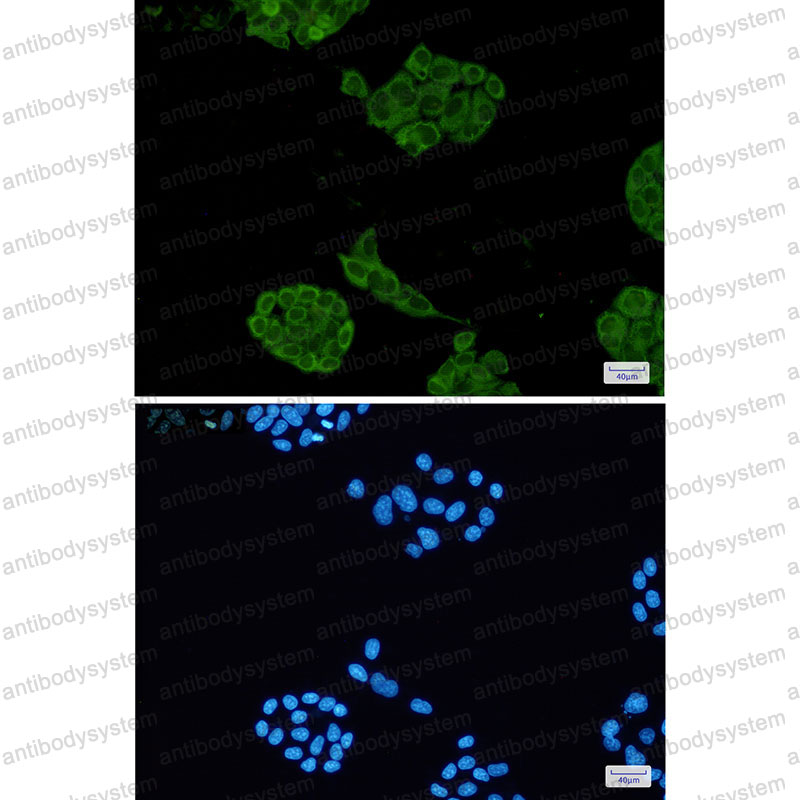 Валидация IF - AntibodySystem RHB85004
