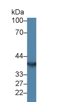 14458