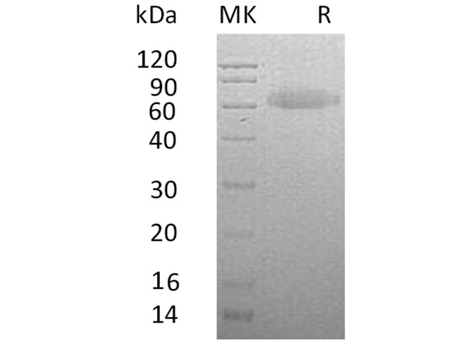Валидация Elabscience PKSH033378(3709)