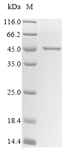 SDS-PAGE