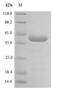 SDS-PAGE