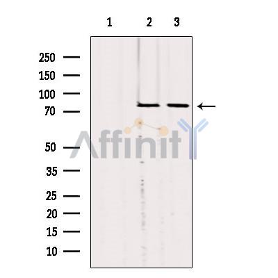 Валидация Affinity DF3845 - 14978