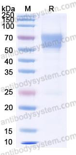 Валидация AntibodySystem EHC31202