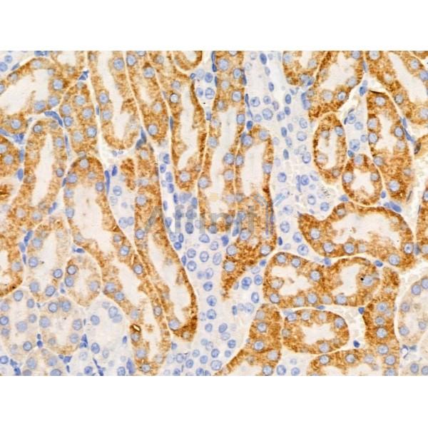 Валидация Affinity DF13669 - 9243