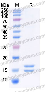 AHF36802, SDS-PAGE