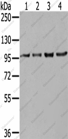 Вестерн-блоттинг, NUP98, клетки K562, 293T, 231 и HeLa