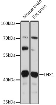 Валидация Elabscience E-AB-91412