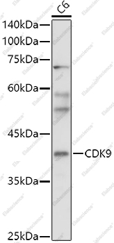 Вестерн-блоттинг, CDK9, клетки C6