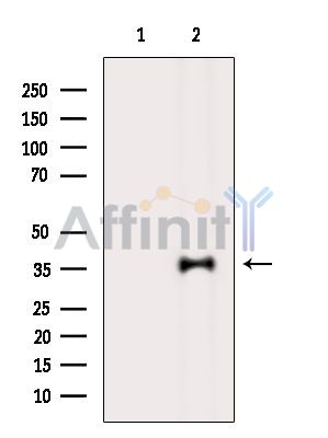 Валидация Affinity DF15087 - 11332