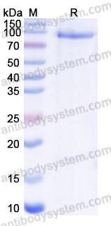 Валидация AntibodySystem EHC13001