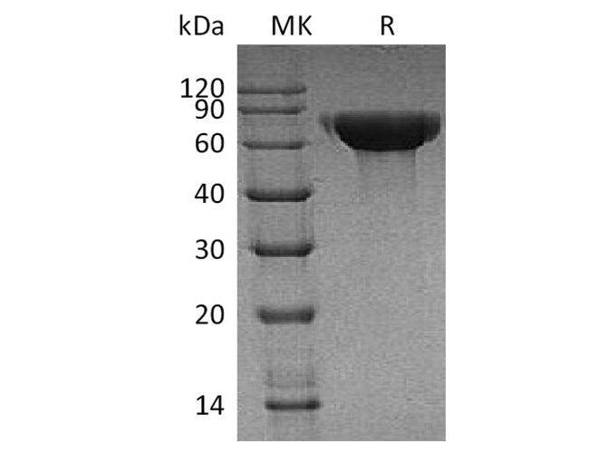 Валидация Elabscience PKSH033451(3771)