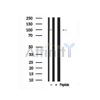 Валидация Affinity AF7699 - 4387