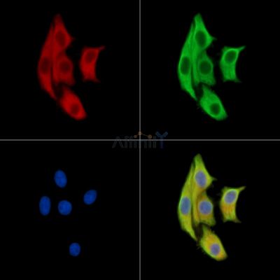 Валидация Affinity DF15575 - 11991