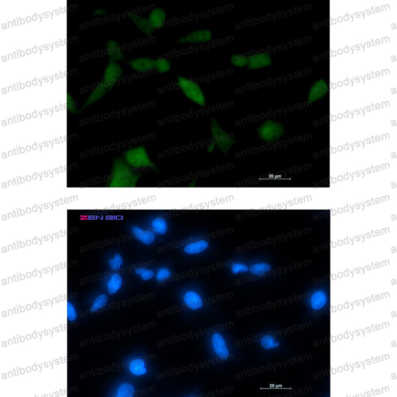 Валидация IF - AntibodySystem RHB44301