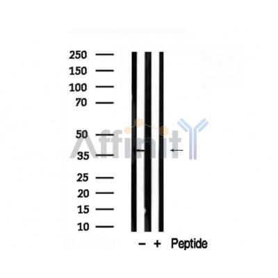 Валидация Affinity AF7742 - 4440