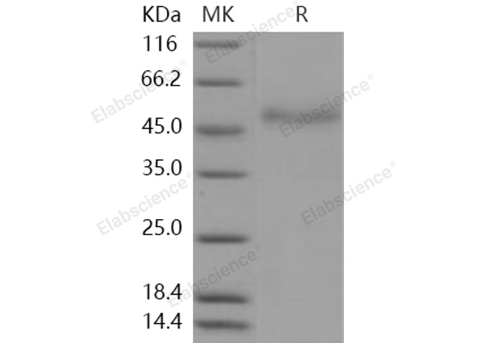 Валидация Elabscience PKSH031107(1888)