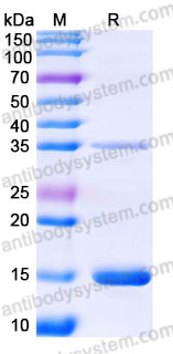 YHC06502, SDS-PAGE