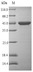 SDS-PAGE