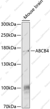Вестерн-блоттинг, ABCB4, мозг мыши