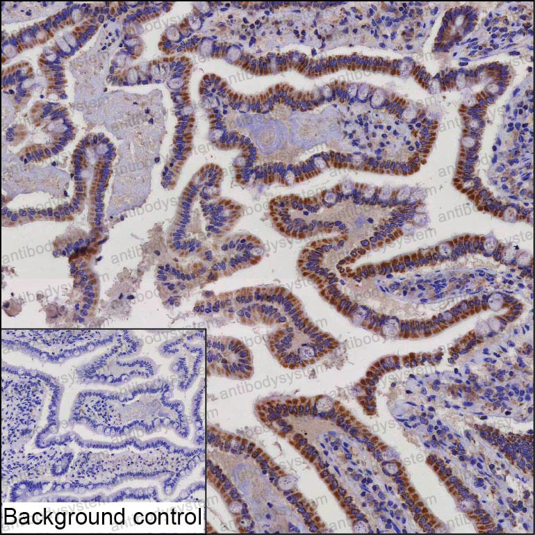 Валидация AntibodySystem RHP09501